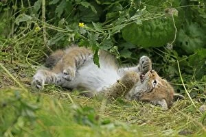 Lynx -Lynx-, cub wallowing, Haltern game park, Germany