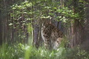Images Dated 10th May 2013: Lynx -Lynx lynx-, captive, Brandenburg, Germany