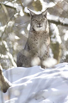 Images Dated 13th March 2013: Lynx -Lynx lynx- in the snow, Arnsberger Wald, Sauerland, North Rhine-Westphalia, Germany
