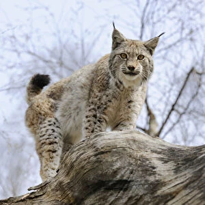 Images Dated 5th April 2011: Lynx -Lynx lynx- standing on a tree trunk, captive, Thuringia, Germany