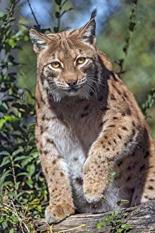 Images Dated 8th October 2017: Lynx walking over the log