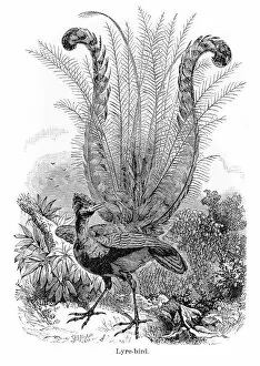 Images Dated 18th June 2015: Lyre Bird Engraving 1894