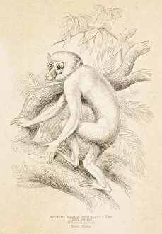 Images Dated 16th May 2015: Macaque engraving 1855