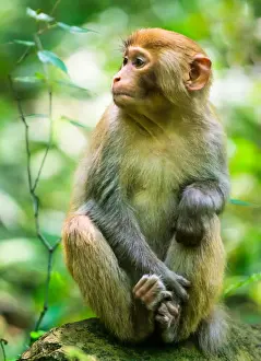 Curiosity Prints: Macaque monkey