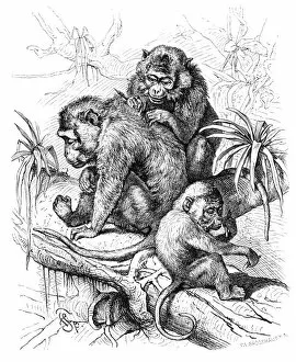 Images Dated 14th June 2015: Macaques engraving 1882