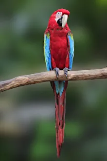 Images Dated 31st October 2018: Macaw on the branch