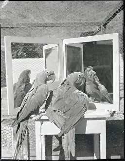 Indulgence Prints: Macaws Admiring Use of Mirrors in Their Cage
