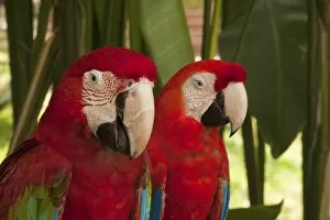Macaws -Ara-, pair, captive, Bali, Indonesia