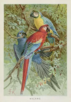 Images Dated 26th October 2018: Macaws chromolithograph 1896