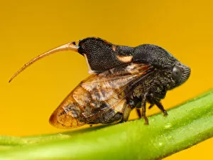 Insects On Earth Gallery: Machaerotidae Tube Spittlebug