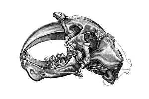 Machairodus skull, measuring upwards of 16 inches (41 cm) in length, is one of the largest known skulls for any machairodont