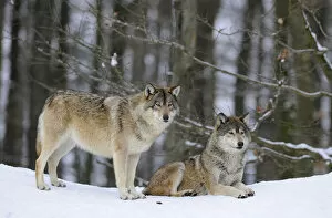 Images Dated 14th February 2010: Mackenzie Valley Wolf, Alaskan Tundra Wolf or Canadian Timber Wolf -Canis lupus occidentalis
