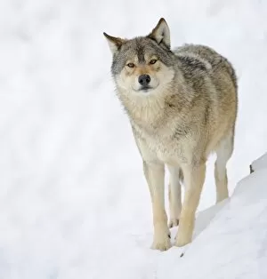 Images Dated 14th February 2010: Mackenzie Valley Wolf, Alaskan Tundra Wolf or Canadian Timber Wolf -Canis lupus occidentalis- in