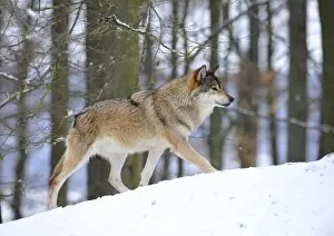 Images Dated 13th February 2010: Mackenzie Valley Wolf, Alaskan Tundra Wolf or Canadian Timber Wolf -Canis lupus occidentalis