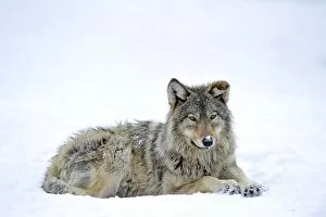 Images Dated 13th February 2010: Mackenzie Valley Wolf, Alaskan Tundra Wolf or Canadian Timber Wolf -Canis lupus occidentalis
