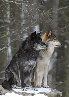 Mackenzie Valley Wolf, Alaskan Tundra Wolf or Canadian Timber Wolf -Canis lupus occidentalis-, two wolves in the snow