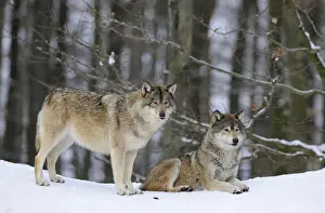 Mackenzie Valley Wolf, Alaskan Tundra Wolf or Canadian Timber Wolf -Canis lupus occidentalis-, two wolves in the snow