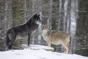 Common Wolf Prints: Mackenzie Valley Wolf, Alaskan Tundra Wolf or Canadian Timber Wolf -Canis lupus occidentalis