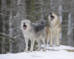 Snout Prints: Mackenzie Valley Wolf, Alaskan Tundra Wolf or Canadian Timber Wolf -Canis lupus occidentalis