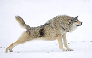 Common Wolf Prints: Mackenzie Valley Wolf, Alaskan Tundra Wolf or Canadian Timber Wolf -Canis lupus occidentalis