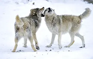 Snout Prints: Mackenzie Valley Wolf, Alaskan Tundra Wolf or Canadian Timber Wolf -Canis lupus occidentalis