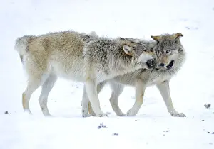 Snout Prints: Mackenzie Valley Wolf, Alaskan Tundra Wolf or Canadian Timber Wolf -Canis lupus occidentalis