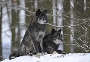 Common Wolf Prints: Mackenzie Valley Wolf, Alaskan Tundra Wolf or Canadian Timber Wolf -Canis lupus occidentalis