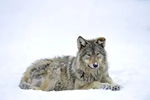 Common Wolf Prints: Mackenzie Valley Wolf, Alaskan Tundra Wolf or Canadian Timber Wolf -Canis lupus occidentalis