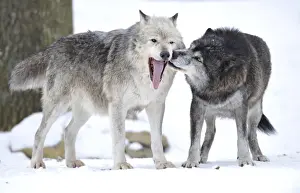 Snout Prints: Mackenzie Valley Wolf, Alaskan Tundra Wolf or Canadian Timber Wolf -Canis lupus occidentalis