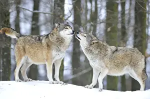 Smelling Prints: Mackenzie Valley Wolf, Alaskan Tundra Wolf or Canadian Timber Wolf -Canis lupus occidentalis