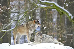 Common Wolf Prints: Mackenzie Valley Wolf, Alaskan Tundra Wolf or Canadian Timber Wolf -Canis lupus occidentalis