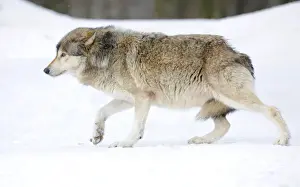 Worried Prints: Mackenzie Valley Wolf, Alaskan Tundra Wolf or Canadian Timber Wolf -Canis lupus occidentalis- in the snow