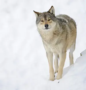 Common Wolf Prints: Mackenzie Valley Wolf, Alaskan Tundra Wolf or Canadian Timber Wolf -Canis lupus occidentalis- in the snow