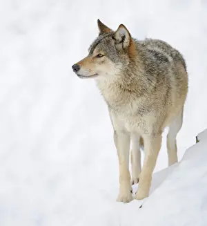 Common Wolf Prints: Mackenzie Valley Wolf, Alaskan Tundra Wolf or Canadian Timber Wolf -Canis lupus occidentalis- in the snow