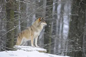 Common Wolf Prints: Mackenzie Valley Wolf, Alaskan Tundra Wolf or Canadian Timber Wolf -Canis lupus occidentalis- in the snow