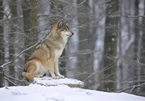 Common Wolf Prints: Mackenzie Valley Wolf, Alaskan Tundra Wolf or Canadian Timber Wolf -Canis lupus occidentalis- in the snow