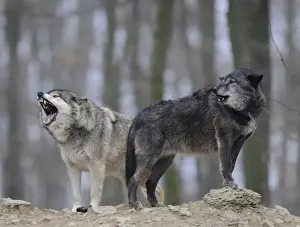 Common Wolf Prints: Mackenzie Wolf, Canadian wolf, Timber wolf -Canis lupus occidentalis-, howling