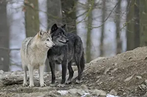 Side By Side Prints: Mackenzie Wolf, Canadian wolf, Timber wolf -Canis lupus occidentalis-