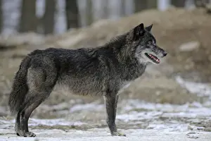 Common Wolf Prints: Mackenzie Wolf, Canadian wolf, Timber wolf -Canis lupus occidentalis-
