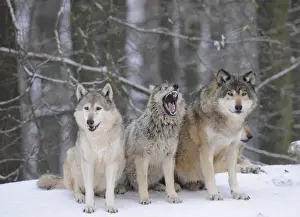 Snout Prints: Mackenzie Wolf, Canadian wolf, Timber wolf -Canis lupus occidentalis