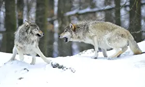 Snarling Prints: Mackenzie Wolf, Canadian wolf, Timber wolf -Canis lupus occidentalis- in the snow