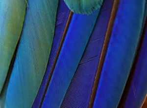 Modern Bird Feather Designs Gallery: Macro of bird feathers - Blue and Yellow macaw, Ara ararauna