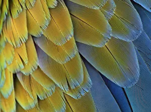 Modern Bird Feather Designs Gallery: Macro of bird feathers - Blue and Yellow macaw, Ara ararauna