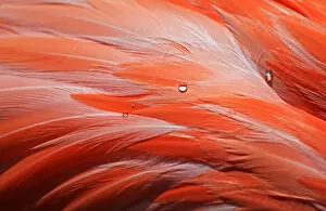 Modern Bird Feather Designs Gallery: Macro of bird feathers with water drops - Pink Flamingo - Phoenicopteridae