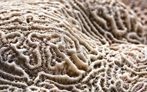 Macro of brain coral