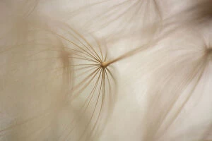 Flower Art Gallery: Macro details, of dandelion making a creative photograph
