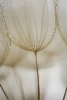 Prints of Creative details of a dandelion Transform Your Space: Macro details, of dandelion making a creative photograph