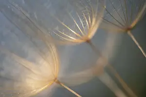 Prints of Creative details of a dandelion Transform Your Space: Macro details, of dandelion making a creative photograph