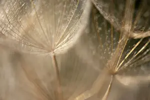 Prints of Creative details of a dandelion Transform Your Space: Macro details, of dandelion making a creative photograph