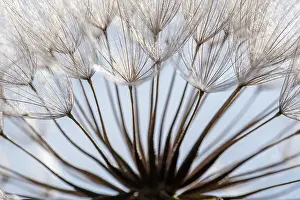 Prints of Creative details of a dandelion Transform Your Space: Macro details, of dandelion making a creative photograph